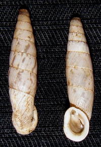 Tabella della Famiglia Clausilidae